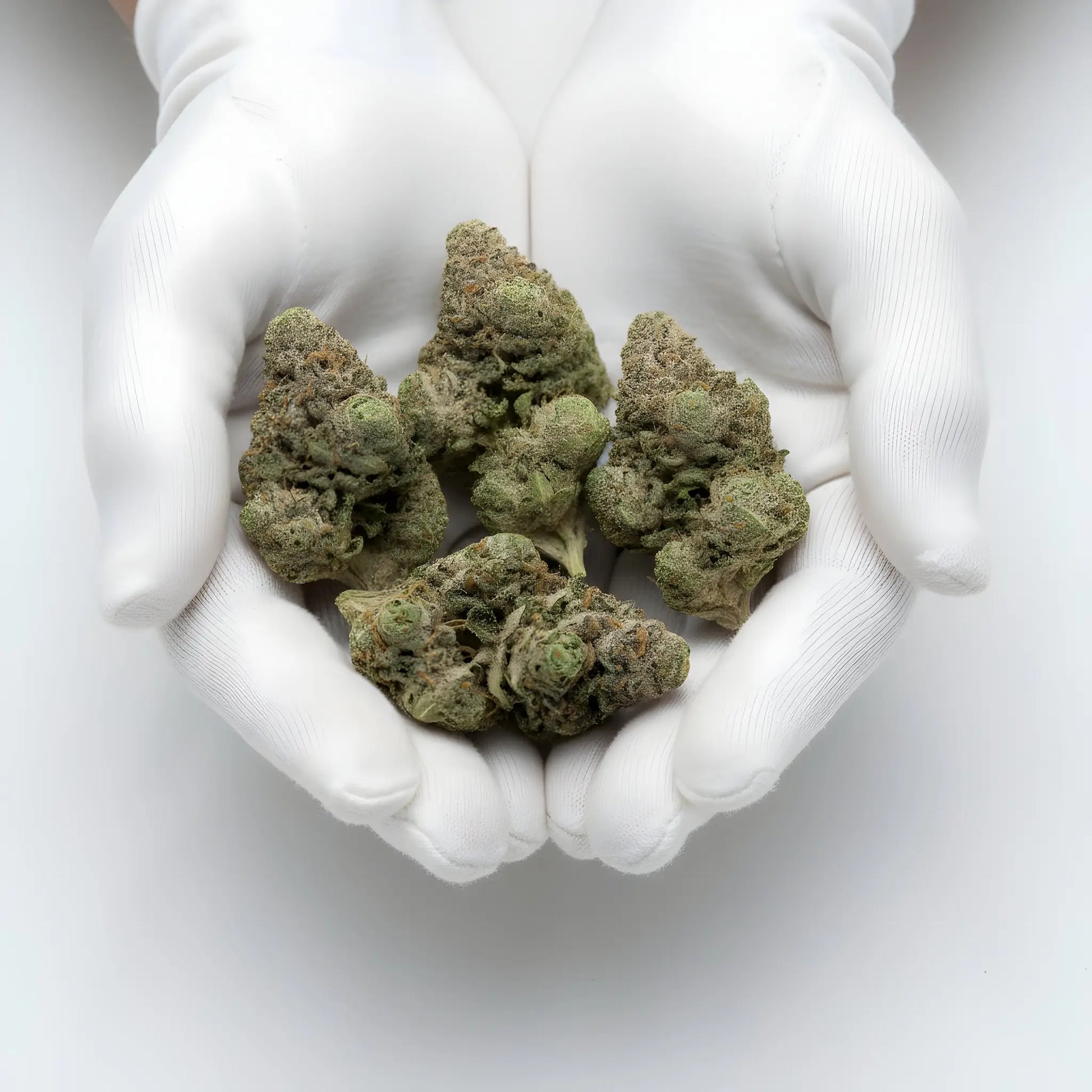 Gloves photo handling Jokerz THCA hemp flower AA grade for wholesale, highlighting sticky trichomes, creamy fuel aroma, and candy sweet notes | Hurcann