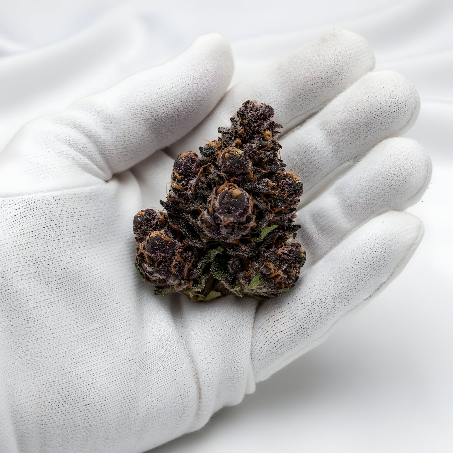 Gloves photo handling Jealousy THCA hemp flower AA grade for wholesale, emphasizing dense nug structure and trichome frost