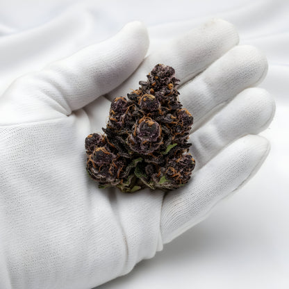 Gloves photo handling Jealousy THCA hemp flower AA grade for wholesale, emphasizing dense nug structure and trichome frost