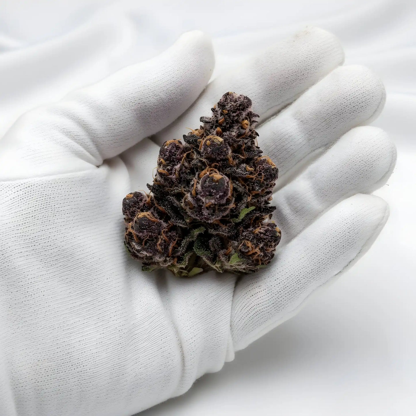 Gloves photo handling Jealousy THCA hemp flower AA grade for wholesale, emphasizing dense nug structure and trichome frost | Hurcann