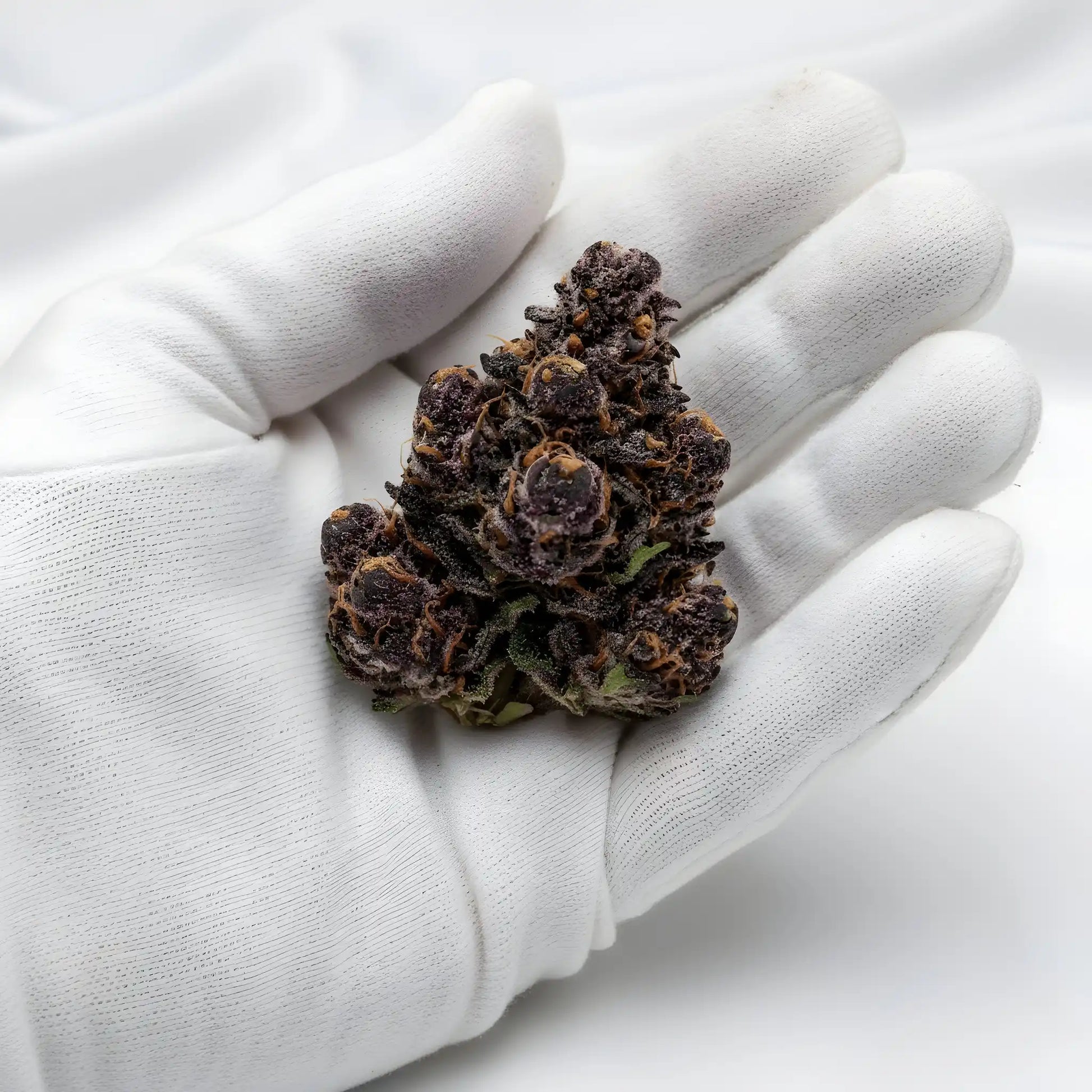 Gloves photo handling Jealousy THCA hemp flower AA grade for wholesale, emphasizing dense nug structure and trichome frost | Hurcann