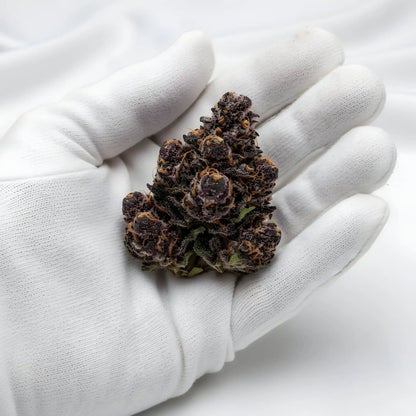 Gloves photo handling Jealousy THCA hemp flower AA grade for wholesale, emphasizing dense nug structure and trichome frost | Hurcann