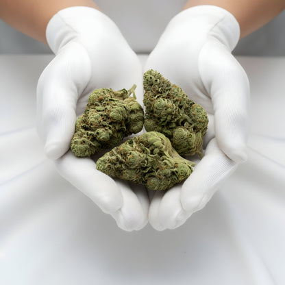 Gloves photo handling Gary Eyes THCA hemp flower AA grade for wholesale, highlighting compact bud structure and heavy trichome density