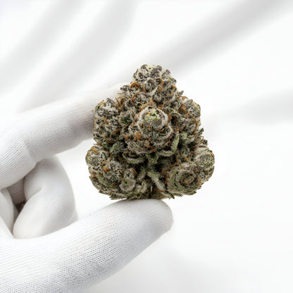 Gloves photo handling Rainbow Reserve THCA hemp flower AAA grade for wholesale, highlighting dense resin rich buds with tropical fruit and citrus candy scent
