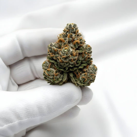 Gloves photo handling Oh La La THCA hemp flower AAA grade for wholesale, highlighting shimmering resin, pastel coloration, and creamy dessert aroma.
