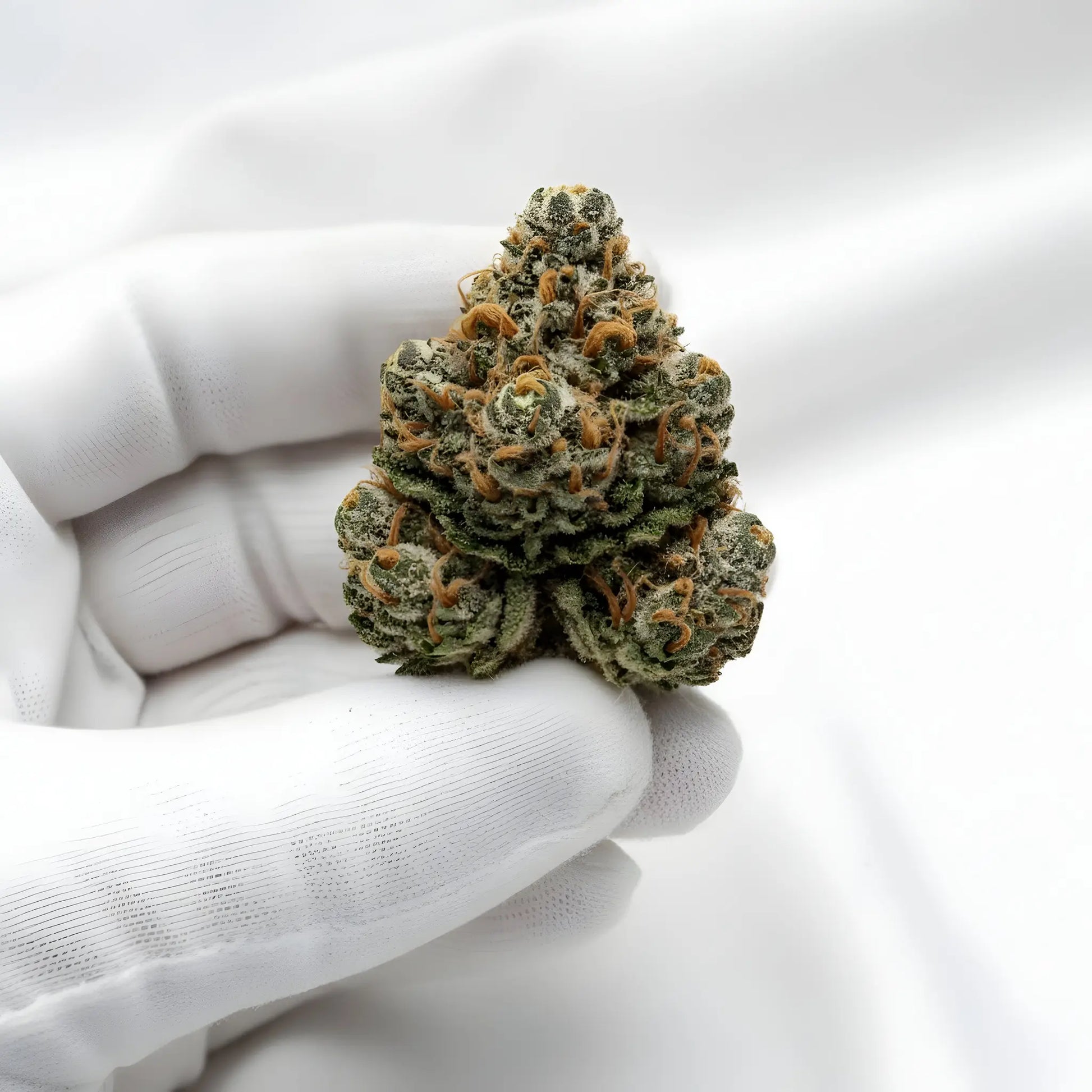 Gloves photo handling Oh La La THCA hemp flower AAA grade for wholesale, highlighting shimmering resin, pastel coloration, and creamy dessert aroma | Hurcann