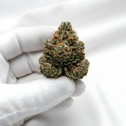 Gloves photo handling Oh La La THCA hemp flower AAA grade for wholesale, highlighting shimmering resin, pastel coloration, and creamy dessert aroma | Hurcann