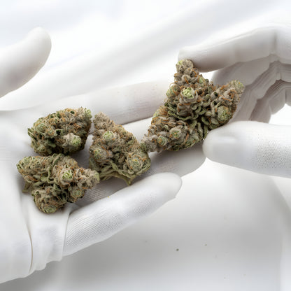 Gloves photo handling Windu THCA hemp flower AA grade for wholesale, highlighting fluffy dense structure and minty pine aroma