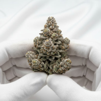 The white crystal coverage give this strain a “blizzard” effect.