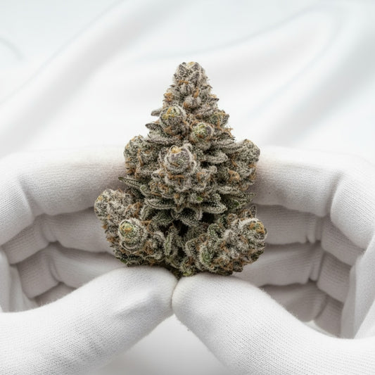 The white crystal coverage give this strain a “blizzard” effect.