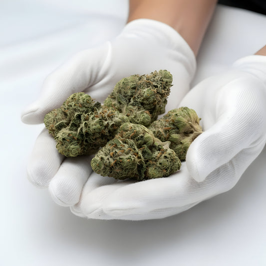 Gloves photo handling Cream Cake THCA hemp flower AA grade for wholesale, emphasizing compact bud formation and heavy trichome frost