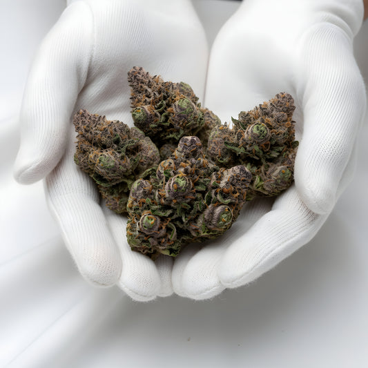 Gloves photo handling Super Boof THCA hemp flower AAA grade for wholesale, highlighting sticky resin, fiery orange pistils, and fruity diesel aroma.
