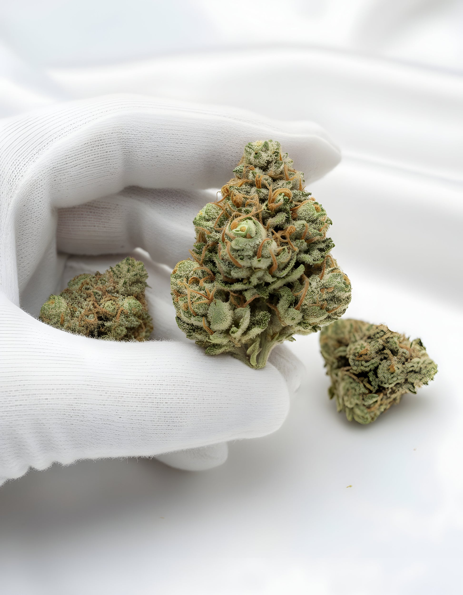 Gloves photo handling Sour Diesel THCA hemp flower AA grade for wholesale, emphasizing fluffy structure and sticky trichomes