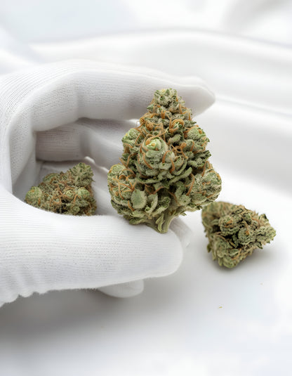Gloves photo handling Sour Diesel THCA hemp flower AA grade for wholesale, emphasizing fluffy structure and sticky trichomes