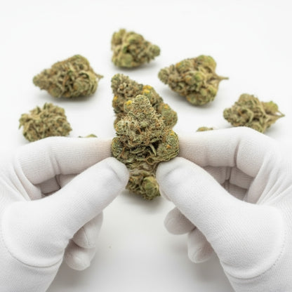 Its fluffy, resin-coated texture hints at tropical potency.