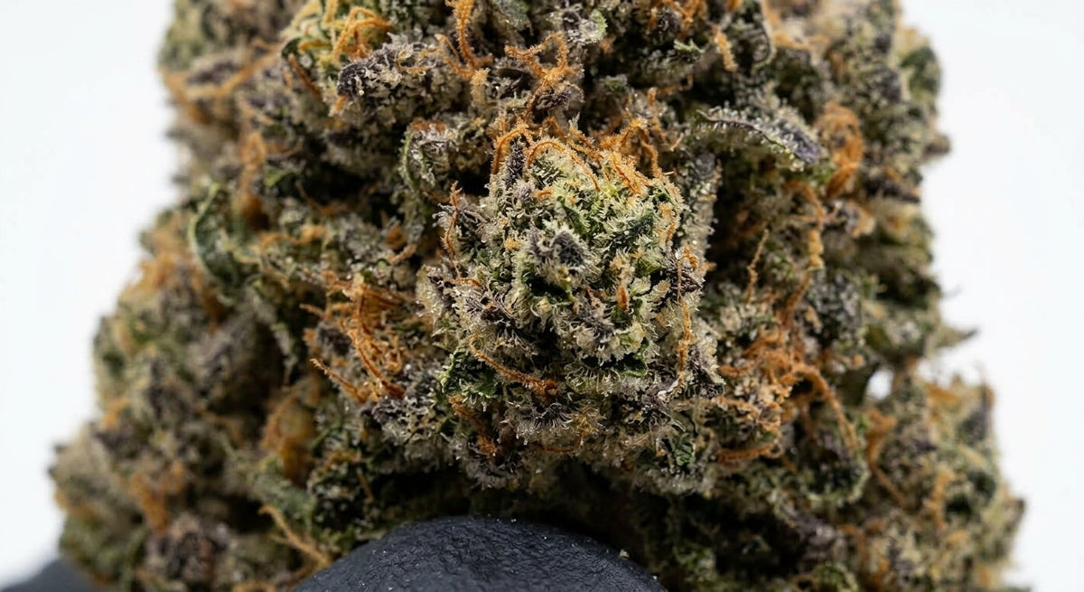 Berry Pie CBD Hemp Flower — Premium | Lab Tested | 3.5g – 28g — closeup