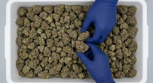 Berry Pie CBD Hemp Flower — Premium | Wholesale Bulk | 1 lb – 5 lbs — wholesale-bin