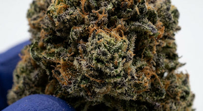 Berry Pie CBD Hemp Flower — Premium | Wholesale Bulk | 1 lb – 5 lbs — wholesale-closeup
