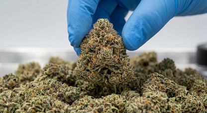 Berry Pie CBD Hemp Flower — Premium | Wholesale Bulk | 1 lb – 5 lbs — wholesale-handling
