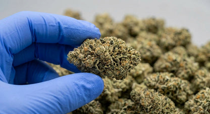 Bubba CBD Hemp Flower — Premium | Wholesale Bulk | 1 lb – 5 lbs — wholesale-handling