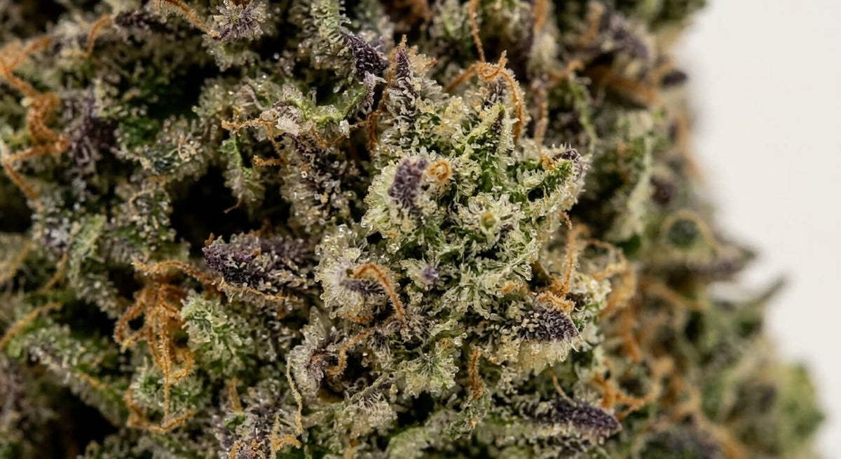 Cake Berry CBD Hemp Flower — Premium | Lab Tested | 3.5g – 28g — closeup