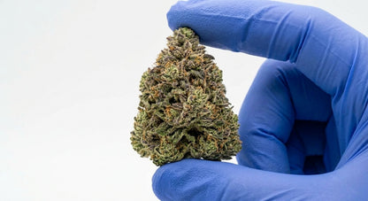 Cake Berry CBD Hemp Flower — Premium | Lab Tested | 3.5g – 28g — inhand