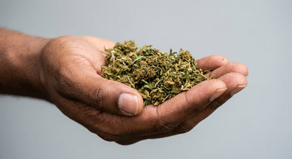 CBD Hemp Trim — Shake & Trim for Edibles & Extracts — inhand