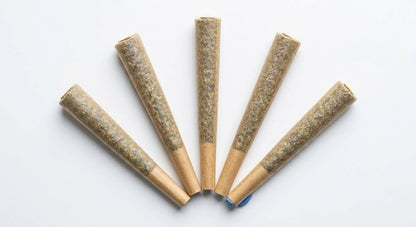 CBD Pre-Roll 5-Pack — fan