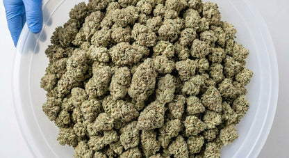 CBG Hemp Flower — bin