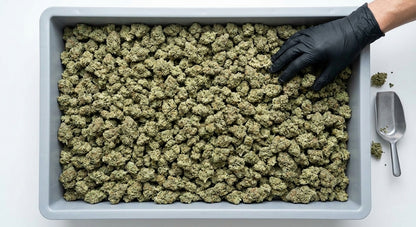 Cheetah CBD Hemp Flower — Premium | Wholesale Bulk | 1 lb – 5 lbs — wholesale-bin