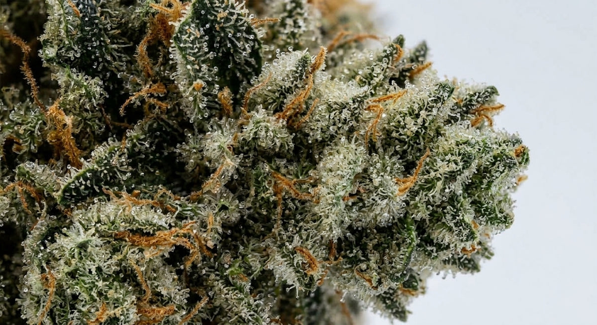 Cheetah CBD Hemp Flower — Premium | Wholesale Bulk | 1 lb – 5 lbs — wholesale-closeup
