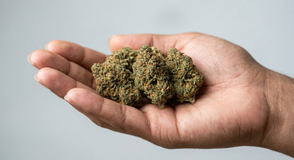 Cherry Wine CBD Hemp Flower — Outdoor Grown | Hand-Trimmed | 3.5g – 28g — inhand