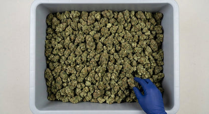 Cosmic Cookie CBD Hemp Flower — Premium | Wholesale Bulk | 1 lb – 5 lbs — wholesale-bin