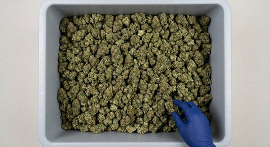 Cosmic Cookie CBD Hemp Flower — Premium | Wholesale Bulk | 1 lb – 5 lbs — wholesale-bin