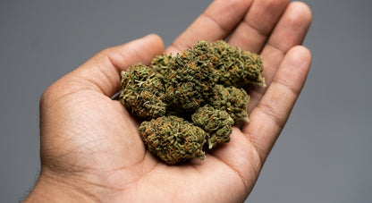 Daiquiri Factory CBD Hemp Flower — Indoor Grown | Premium | 3.5g – 28g — inhand