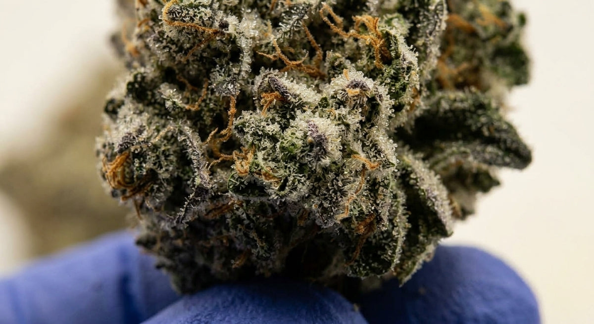 Don Dulce CBD Hemp Flower — Premium | Wholesale Bulk | 1 lb – 5 lbs — wholesale-closeup