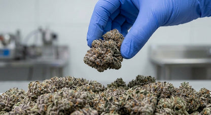 Don Dulce CBD Hemp Flower — Premium | Wholesale Bulk | 1 lb – 5 lbs — wholesale-handling