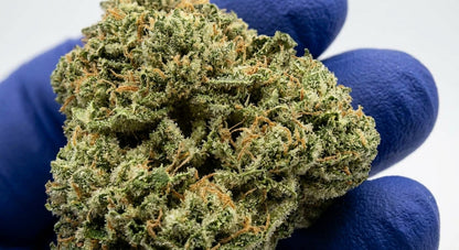 GFI CBD Hemp Flower — Premium | Lab Tested | 3.5g – 28g — closeup