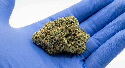 GFI CBD Hemp Flower — Premium | Lab Tested | 3.5g – 28g — inhand