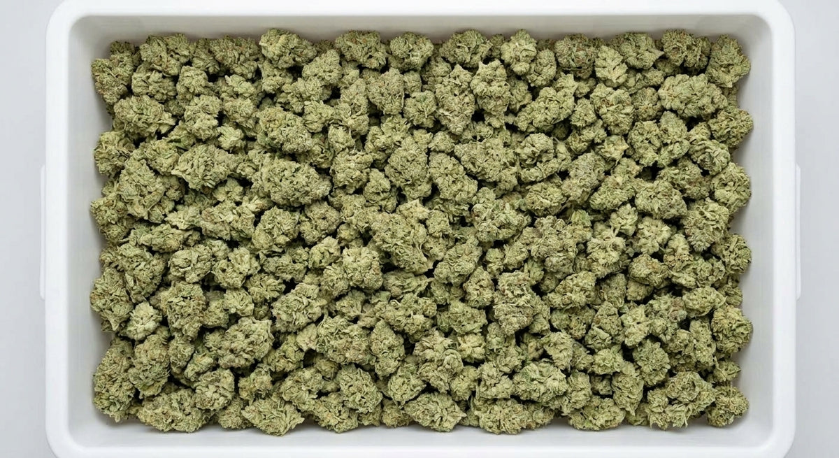 GFI CBD Hemp Flower — Premium | Wholesale Bulk | 1 lb – 5 lbs — wholesale-bin