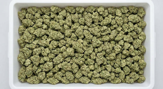 GFI CBD Hemp Flower — Premium | Wholesale Bulk | 1 lb – 5 lbs — wholesale-bin