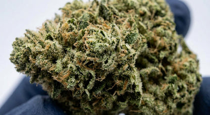 GFI CBD Hemp Flower — Premium | Wholesale Bulk | 1 lb – 5 lbs — wholesale-closeup
