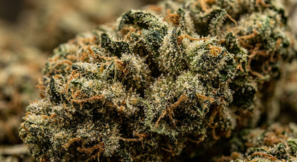 Gorilla Glue CBD Hemp Flower — Indoor Grown | Premium | 3.5g – 28g — closeup