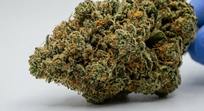 Payton's Strawberrys CBD Hemp Flower — Premium | Lab Tested | 3.5g – 28g — closeup