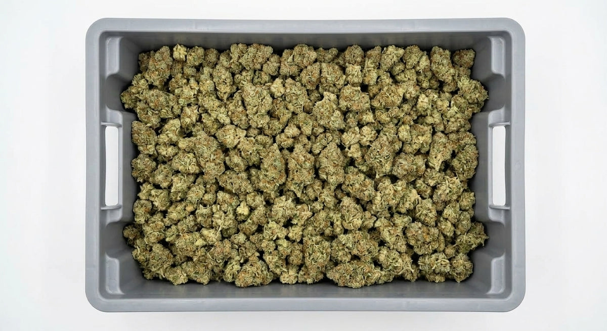 Payton's Strawberrys CBD Hemp Flower — Premium | Wholesale Bulk | 1 lb – 5 lbs — wholesale-bin