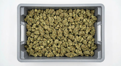 Payton's Strawberrys CBD Hemp Flower — Premium | Wholesale Bulk | 1 lb – 5 lbs — wholesale-bin