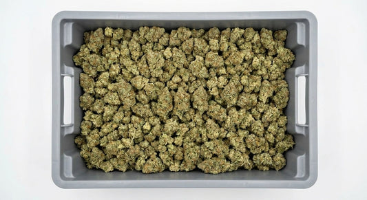 Payton's Strawberrys CBD Hemp Flower — Premium | Wholesale Bulk | 1 lb – 5 lbs — wholesale-bin