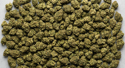 Pivot CBD Hemp Flower — Greenhouse Grown | Wholesale Bulk | 1 lb – 5 lbs — wholesale-spread