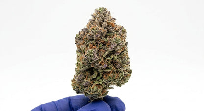 Raspberry Bear Claw CBD Hemp Flower — hero