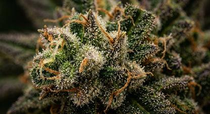 Royal OG CBD Hemp Flower — Indoor Grown | Premium | 3.5g – 28g — closeup